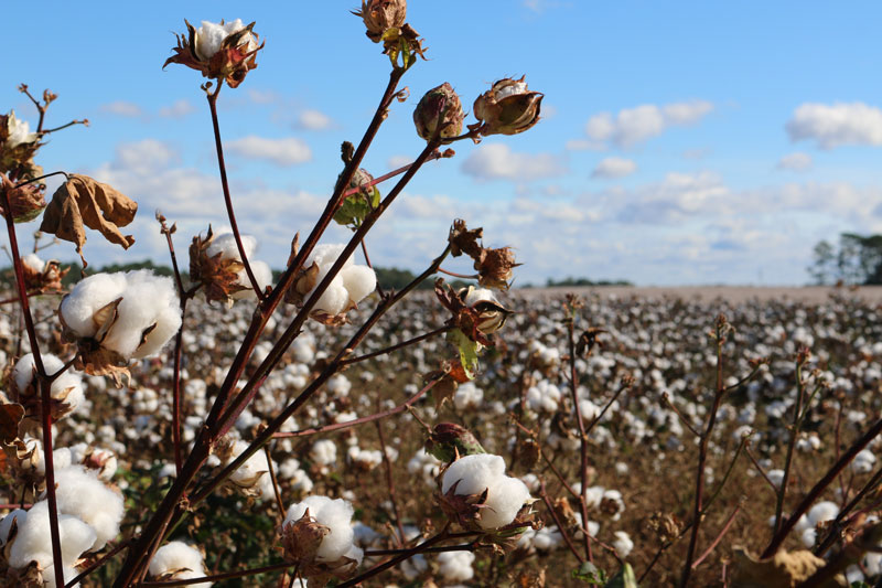 Organic cotton 
